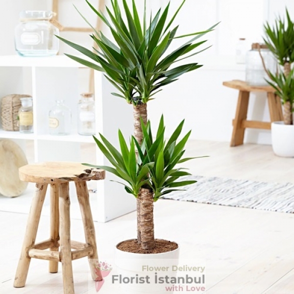 Yucca Plant Indoor Flower Resim 1