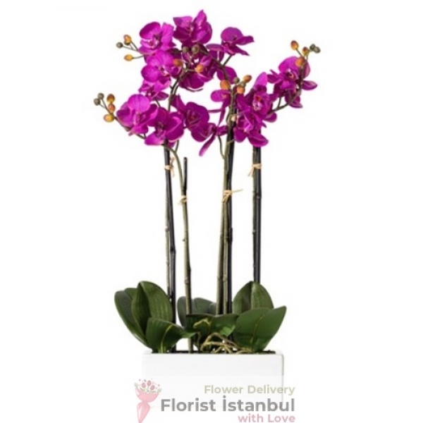 Luxury Purple Orchids Resim 1