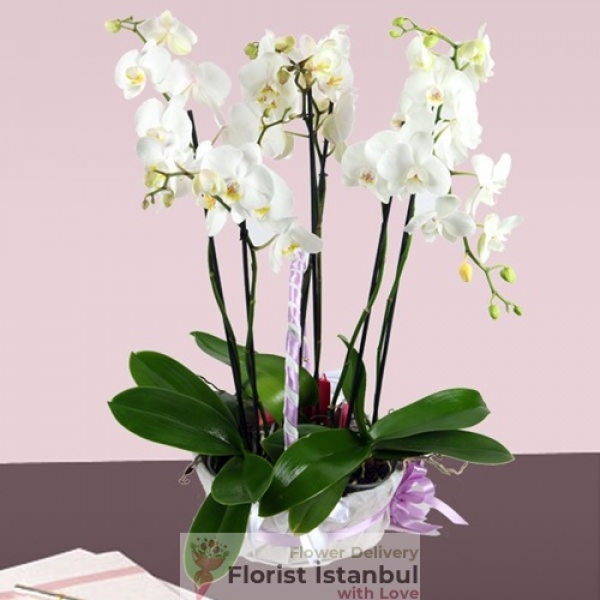 White Orchids Premium Resim 1