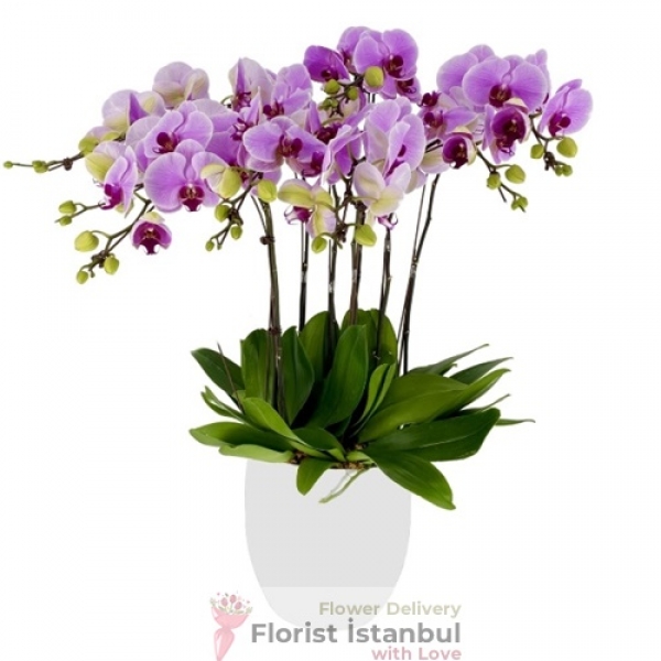 Pink Orchids Premium Resim 1